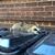 Daniel Aspidistra's profile image