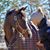Beth Compton Niebling's profile image