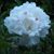 Sherri Mitchen's profile image