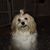 Dusty Springfield's profile image