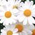 Julie Muren Agler's profile image