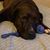Deneen DeSarno's profile image