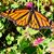 Lisa Shaw-Foley's profile image