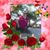 Debbie Kasdan's profile image