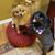 Latonya Boyette's profile image