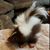 Debbie Tripoli's profile image