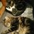 JoAnn Bartos-Messinger's profile image