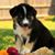 Lynda Dwyer's profile image