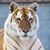 Faye Marchese's profile image