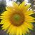 Cindy Gibson's profile image