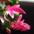 Susan McClintock's profile image