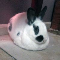 Junnia Veach's profile image