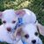Sharon Scroggins's profile image