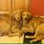 Lori Erikson's profile image