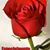 Rosi Martinez Mtz's profile image