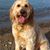 Paula Tanis's profile image