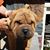 Josie Song Buffo's profile image