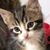 Carol Santapaula's profile image
