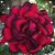 Juana Andrade's profile image