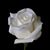 Holly Immel's profile image