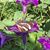 Carol Alonen's profile image