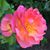 Lisa Wilson's profile image
