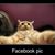 Susan Burress's profile image