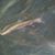 Randy Shafer's profile image