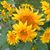 Doreen Lynn Fisher's profile image