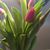 Sharon Benoit's profile image
