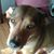 Judi Balzarini Hunt's profile image