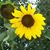 Susanne Allen Thames's profile image