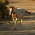 Dawn Morrow's profile image