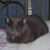 Cynthia Kebbe's profile image