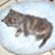Pamela Curry's profile image