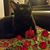 Shaula Howard's profile image