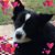 Donika Mechmet's profile image