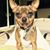 Dottie DeCarlo's profile image
