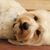 Rachelle Resz's profile image
