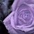 Karen Kathleen Schneck's profile image