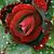 Rosita Puente McIntyre's profile image