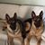 Nickey Earle Bronson's profile image