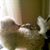 Rufus Canine's profile image