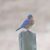 Paula Checkley's profile image