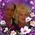 Ronnie Johann's profile image