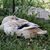Marla Morser's profile image