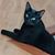 Sara Sharrow's profile image