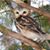 Sherry Dettinger Rollman's profile image