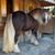 Colleen Cramblet's profile image