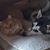 Katie Pizzo Barner's profile image